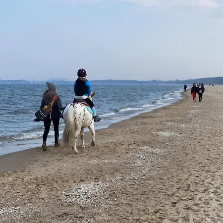 Seaview Octopus Daire *